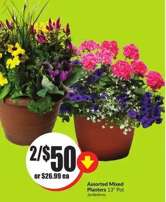 Chalo FreshCo Assorted Mixed Planters 13 Pot offer