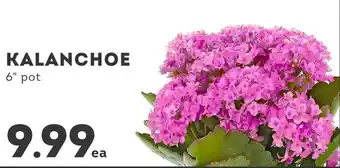 IGA KALANCHOE offer