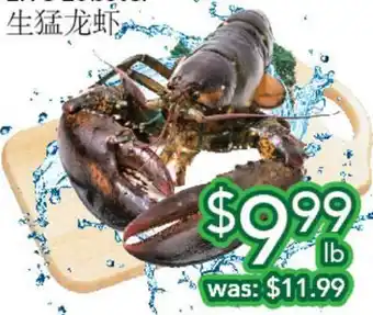 Ample Food Market LIVE LOBSTER offer