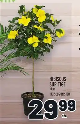 Metro HIBISCUS SUR TIGE | HIBISCUS ON STEM offer