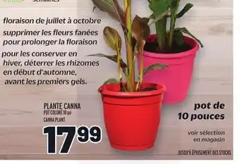 Metro PLANTE CANNA | CANNA PLANT offer