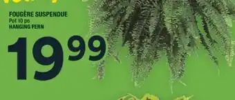 Super C FOUGÈRE SUSPENDUE | HANGING FERN offer
