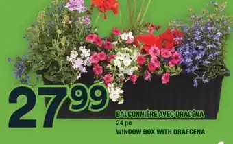 Super C BALCONNIÈRE AVEC DRACÉNA | WINDOW BOX WITH DRAECENA offer