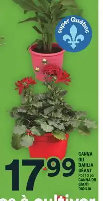 Super C CANNA OU DAHLIA GÉANT | CANNA OR GIANT DAHLIA offer