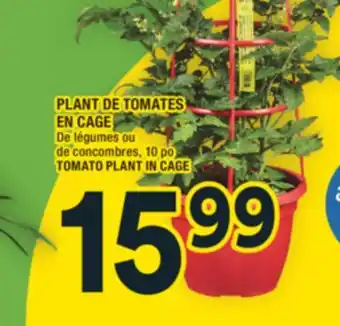 Super C PLANT DE TOMATES EN CAGE | TOMATO PLANT IN CAGE offer