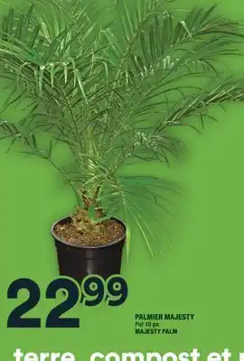 Super C PALMIER MAJESTY | MAJESTY PALM offer