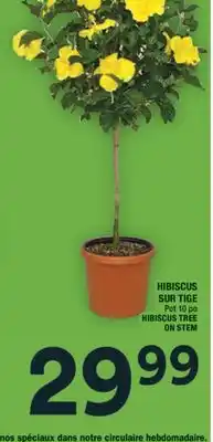 Super C HIBISCUS SUR TIGE | HIBISCUS TREE ON STEM offer