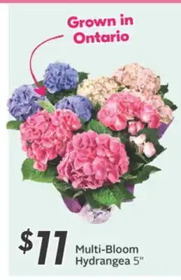 Sobeys Multi-Bloom Hydrangea offer