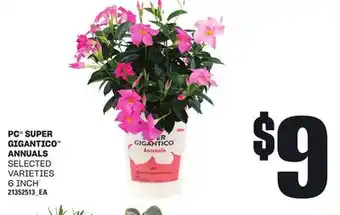 Loblaws PC SUPER GIGANTICO ANNUALS, 6 INCH offer