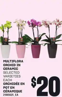 Independent Grocer MULTIFLORA ORCHID IN CERAMIC offer