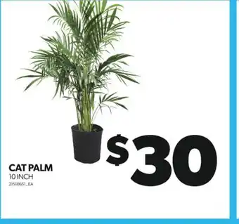 Real Canadian Superstore CAT PALM, 10 INCH offer
