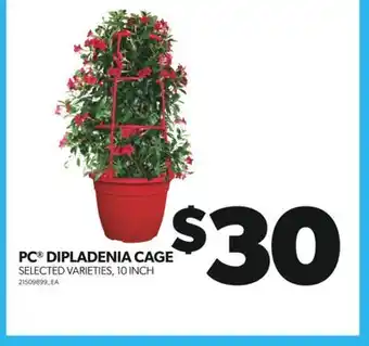 Real Canadian Superstore PC DIPLADENIA CAGE, 10 INCH offer