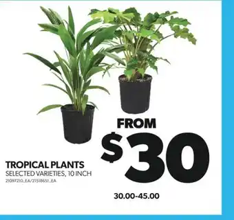 Real Canadian Superstore TROPICAL PLANTS, 10 INCH offer