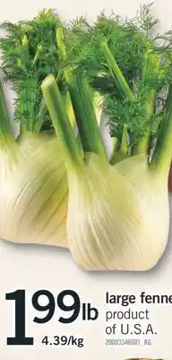 Fortinos LARGE FENNEL, 4.39/kg offer
