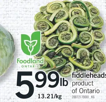 Fortinos FIDDLEHEADS offer