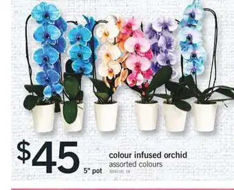 Fortinos COLOUR INFUSED ORCHID, 5 POT offer