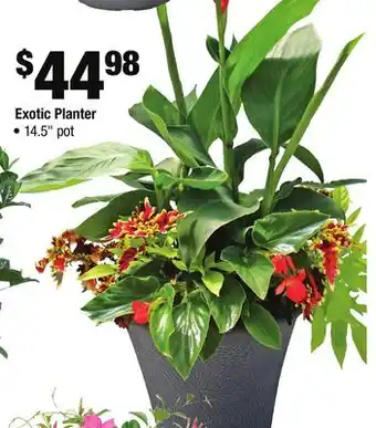 Home Depot Exotic Planter offer
