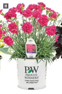 Home Depot PROVEN WINNERS Assorted Perennials Dianthus offer