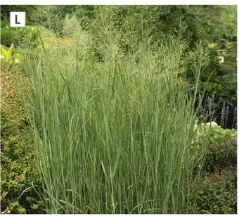 Home Depot Panicum Heavy Metal offer