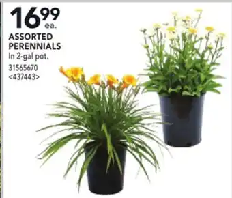RONA ASSORTED PERENNIALS offer