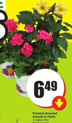 Chalo FreshCo Premium Assorted Annuals or Herbs 1 Gallon Pot offer