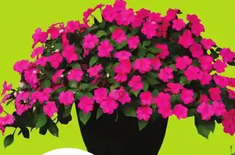 Chalo FreshCo 11 Premium Hanging Baskets offer