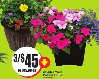Chalo FreshCo Assorted Mixed Planters 11 Pot offer