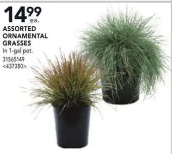 RONA ASSORTED ORNAMENTAL GRASSES offer