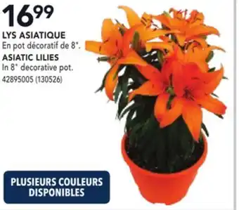 RONA ASIATIC LILIES offer