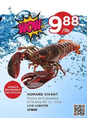 Kim Phat LIVE LOBSTER offer