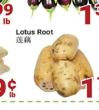 Oceans Fresh Food Market Lotus Root offer