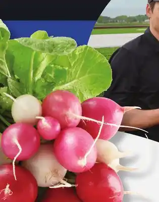 IGA MULTICOLOURED LEAF RADISHES offer