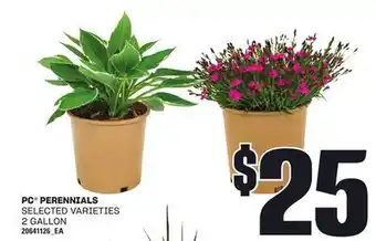 Loblaws PC PERENNIALS, 2 GALLON offer