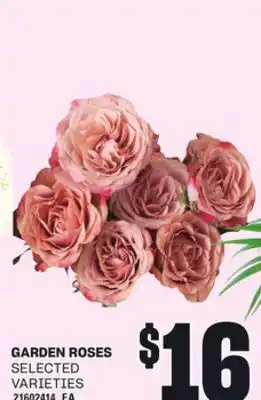 Loblaws GARDEN ROSES offer