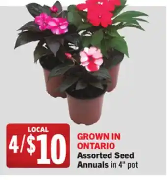 Foodland Assorted Seed Annuals offer