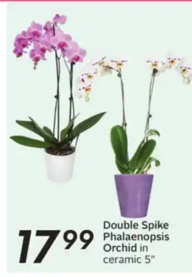 Sobeys Double Spike Phalaenopsis Orchid in ceramic offer
