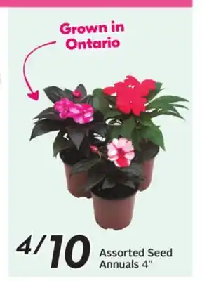 Sobeys Assorted Seed Annuals offer