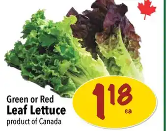 Farm Boy Green or Red Leaf Lettuce offer