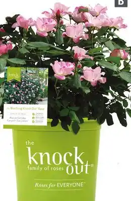 Home Depot Knock Out Rose offer