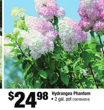 Home Depot Hydrangea Phantom offer
