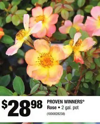 Home Depot PROVEN WINNERS Rose offer