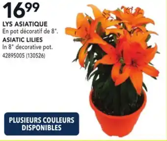 RONA ASIATIC LILIES offer