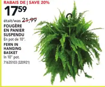 RONA FERN IN HANGING BASKET offer