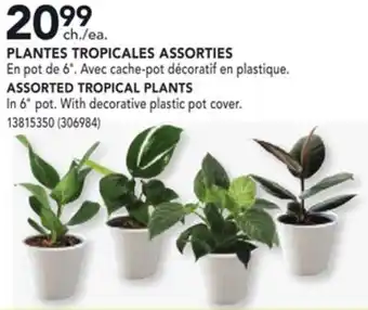 RONA ASSORTED TROPICAL PLANTS offer