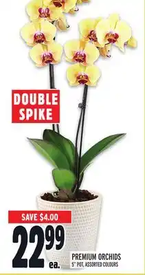 Metro PREMIUM ORCHIDS offer