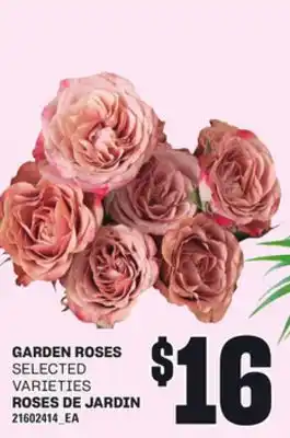 Independent City Market ROSES DE JARDIN offer