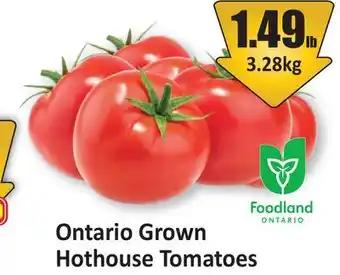 Starsky Hothouse Tomatoes offer