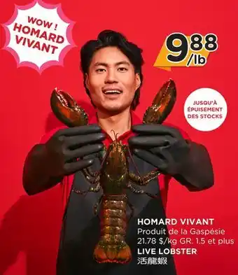 Kim Phat LIVE LOBSTER offer