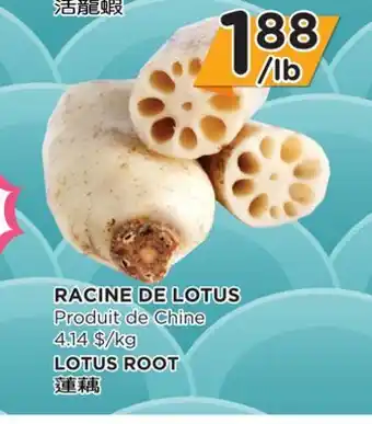 Kim Phat LOTUS ROOT offer