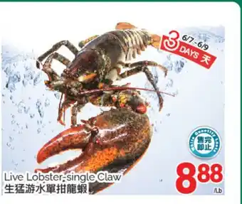T&T Supermarket LIVE LOBSTER SINGLE CLAW offer